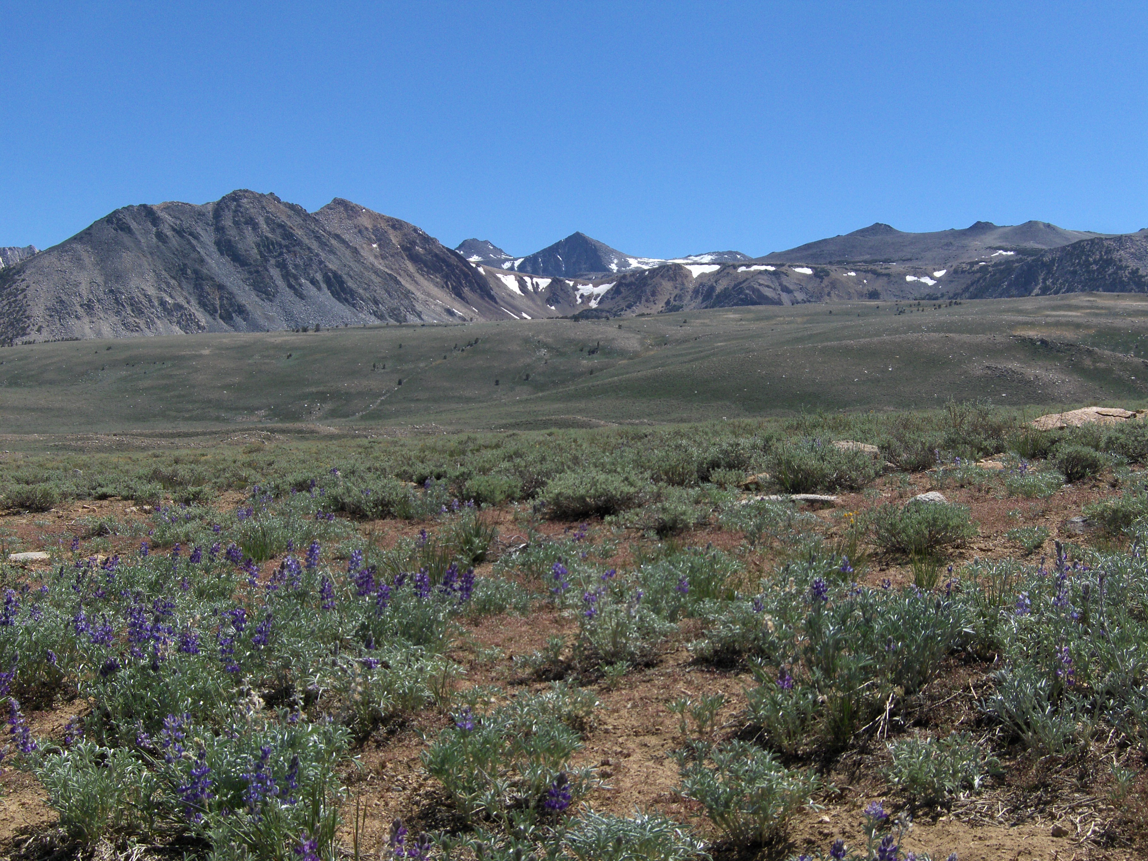 Wildflowers.JPG
