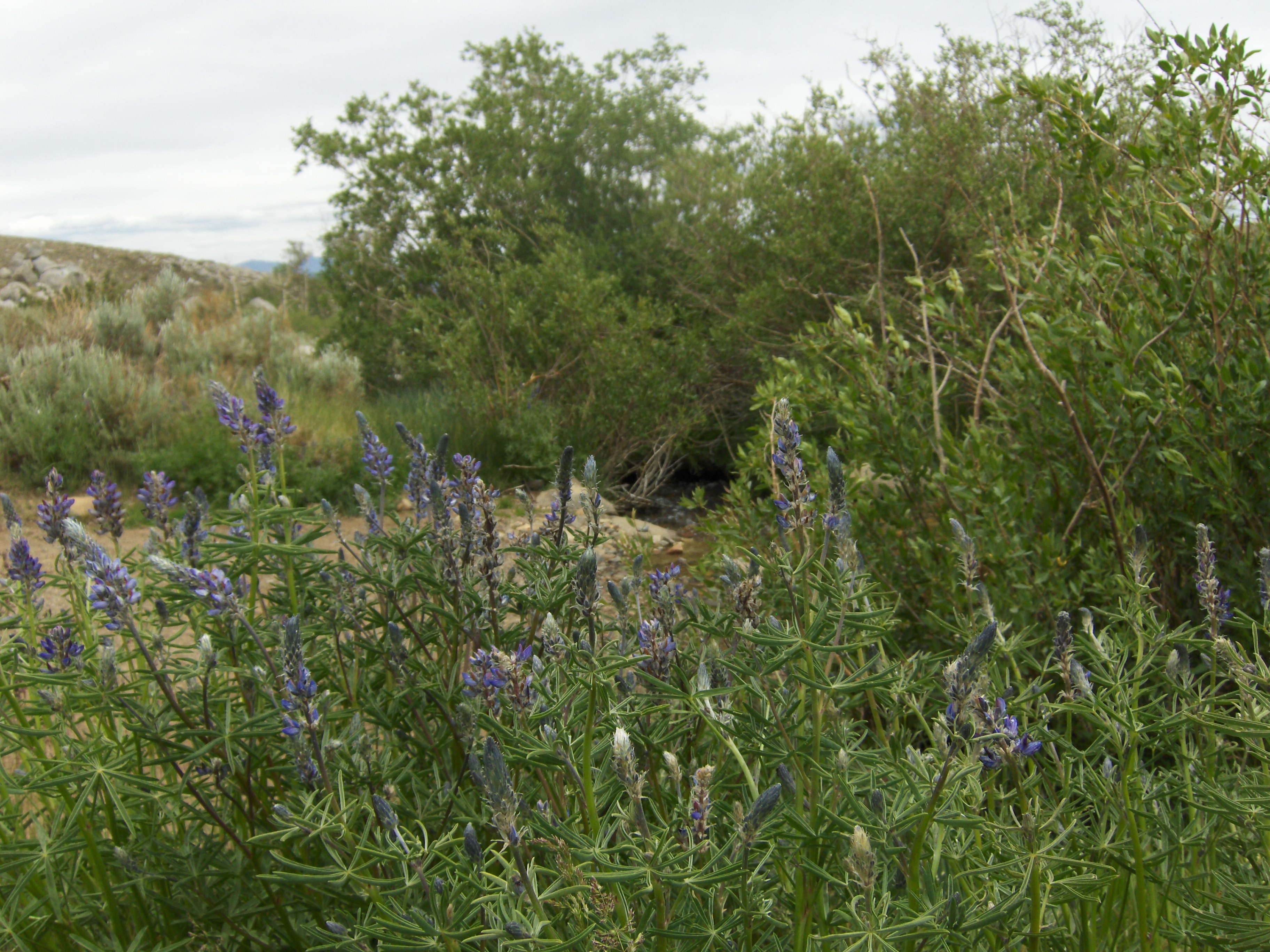 Flowers along Stream.JPG