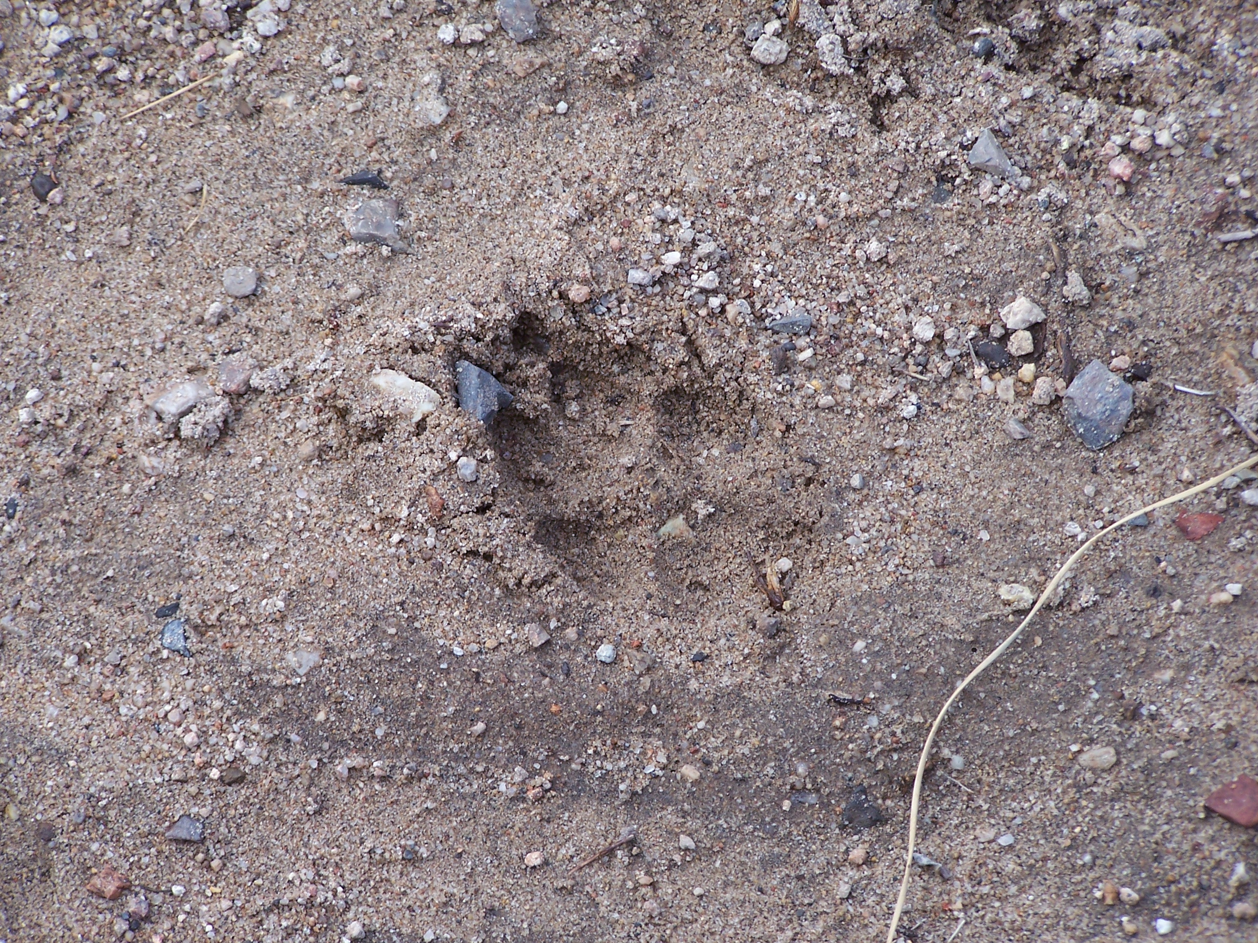 Wildlife.JPG
