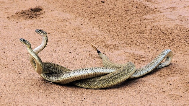 Mating Mojave Greens or Prairie Rattlers.  Driving down the road we ran up on these two rattlers doing their mating dance...great photo op and nothing more than a point and shoot opportunity.