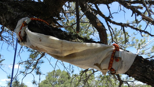 Using small bungees and a paper towel or zip lock to cut off the pine pitch flow on our camping area.