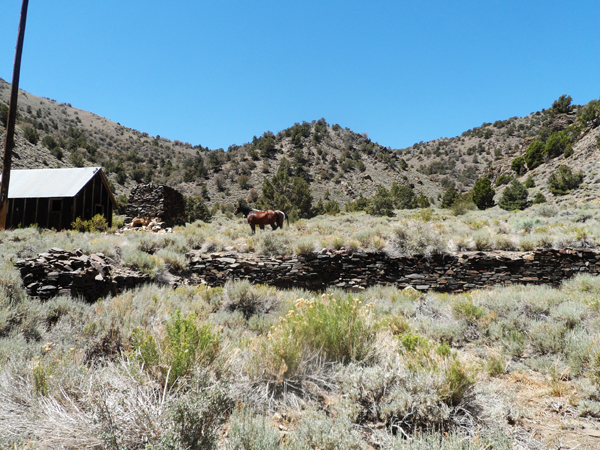 Robert' Ranch  &amp; reduction furnace with wild horse<br />This was the camp for the near by Wilkerson Mine