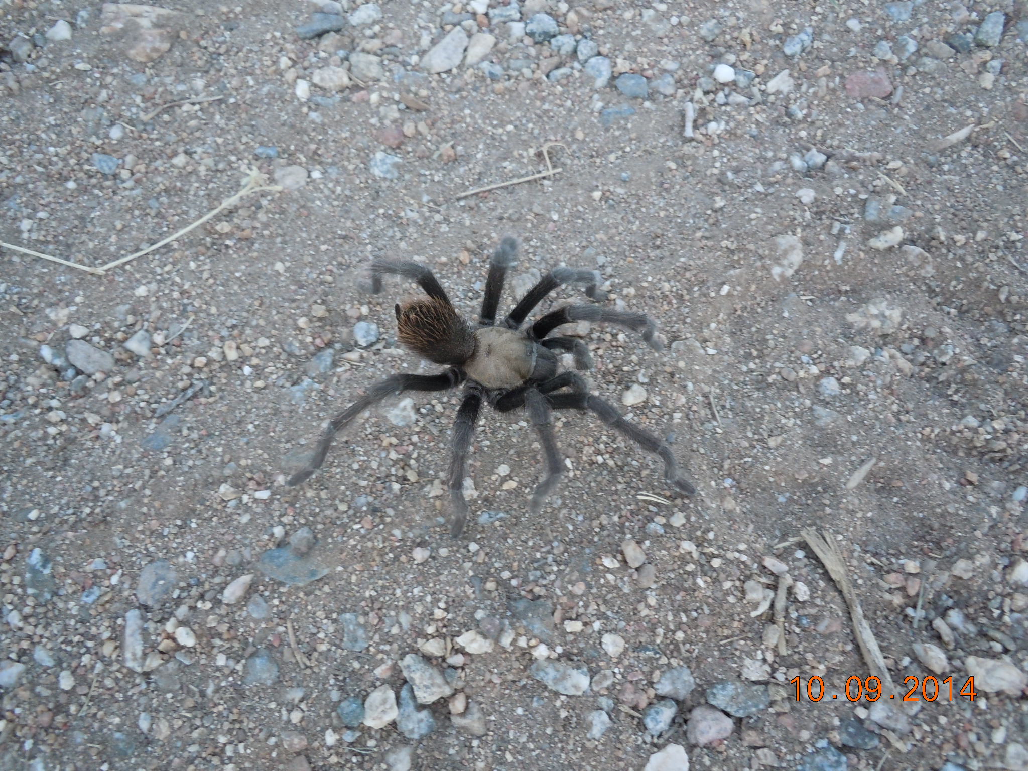 One of our desert friends cruising the campground