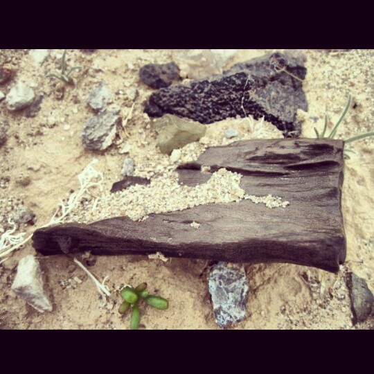 Fossilized Wood.jpg