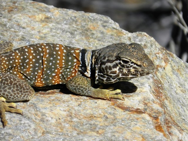 Great Basin Collared Lizard, crotaphytus bicinctores.