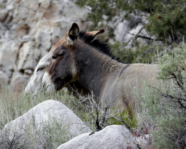 The eeriest sound at 0100 in the morning:  When a wild burro brays in a tight canyon like this.  Their wild oat songs about mining days gone by echos through the canyon and is, at best, a little unnerving.  The white burro was a surprise to behold.