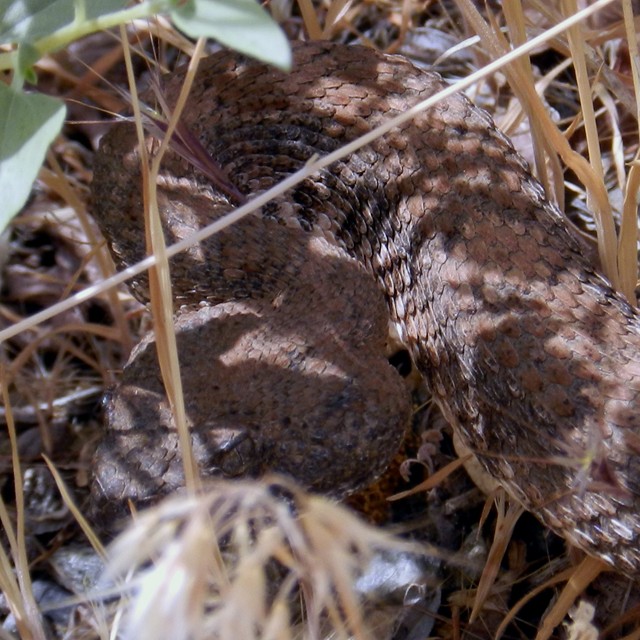 It may be a little hard to see at first, look for the eye of the rattler.  Probably a Panamint Speckled Rattlesnake but not a good enough view of the body in this photo.