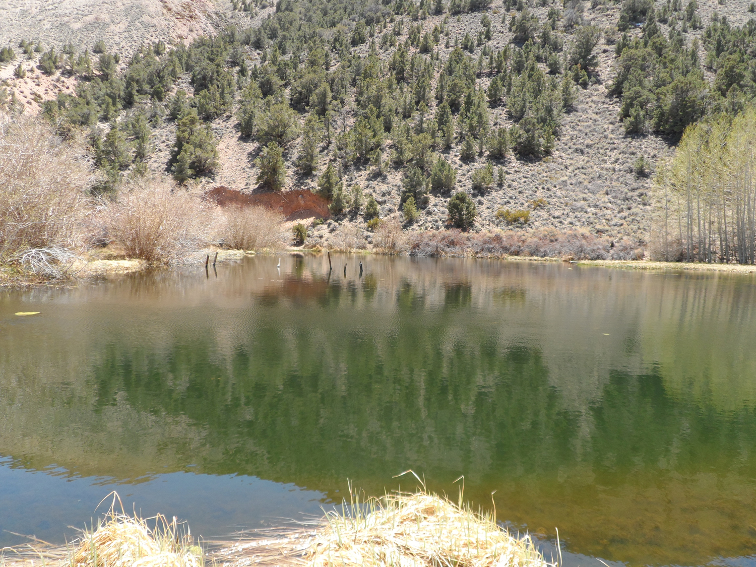 Pond near the bottom on the Fish Lake Valley side of the traverse