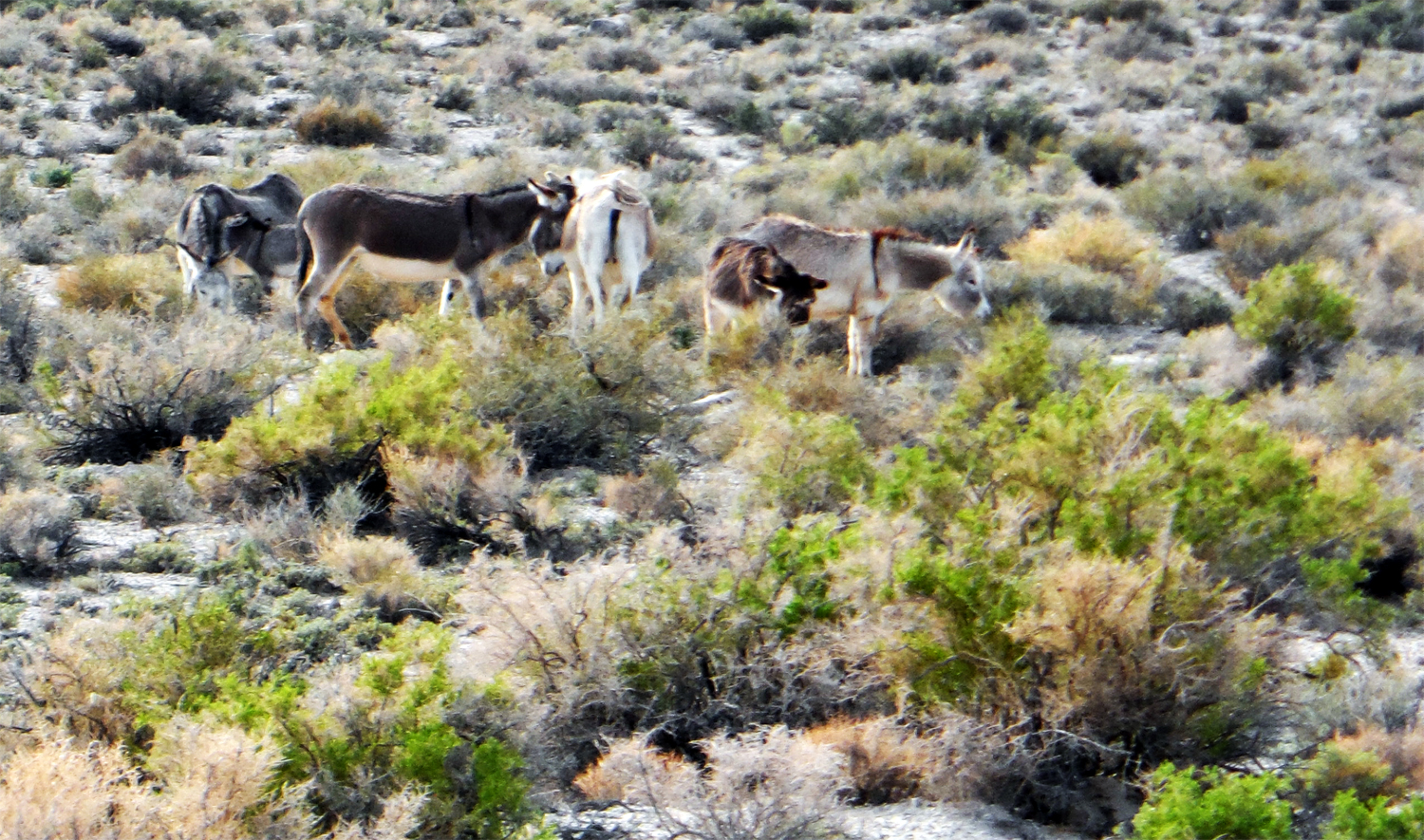 Marietta Wild Burro Range