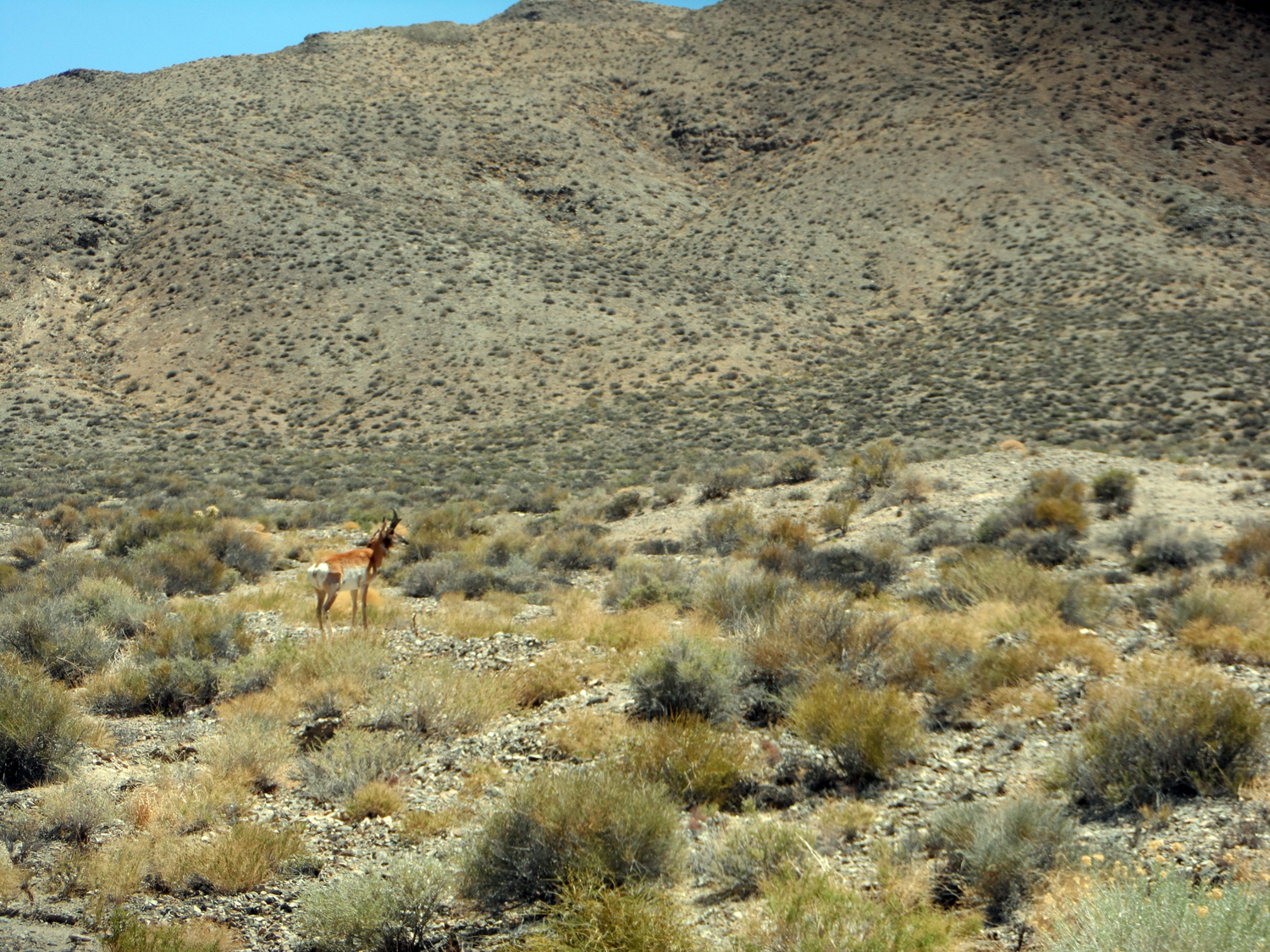More wildlife