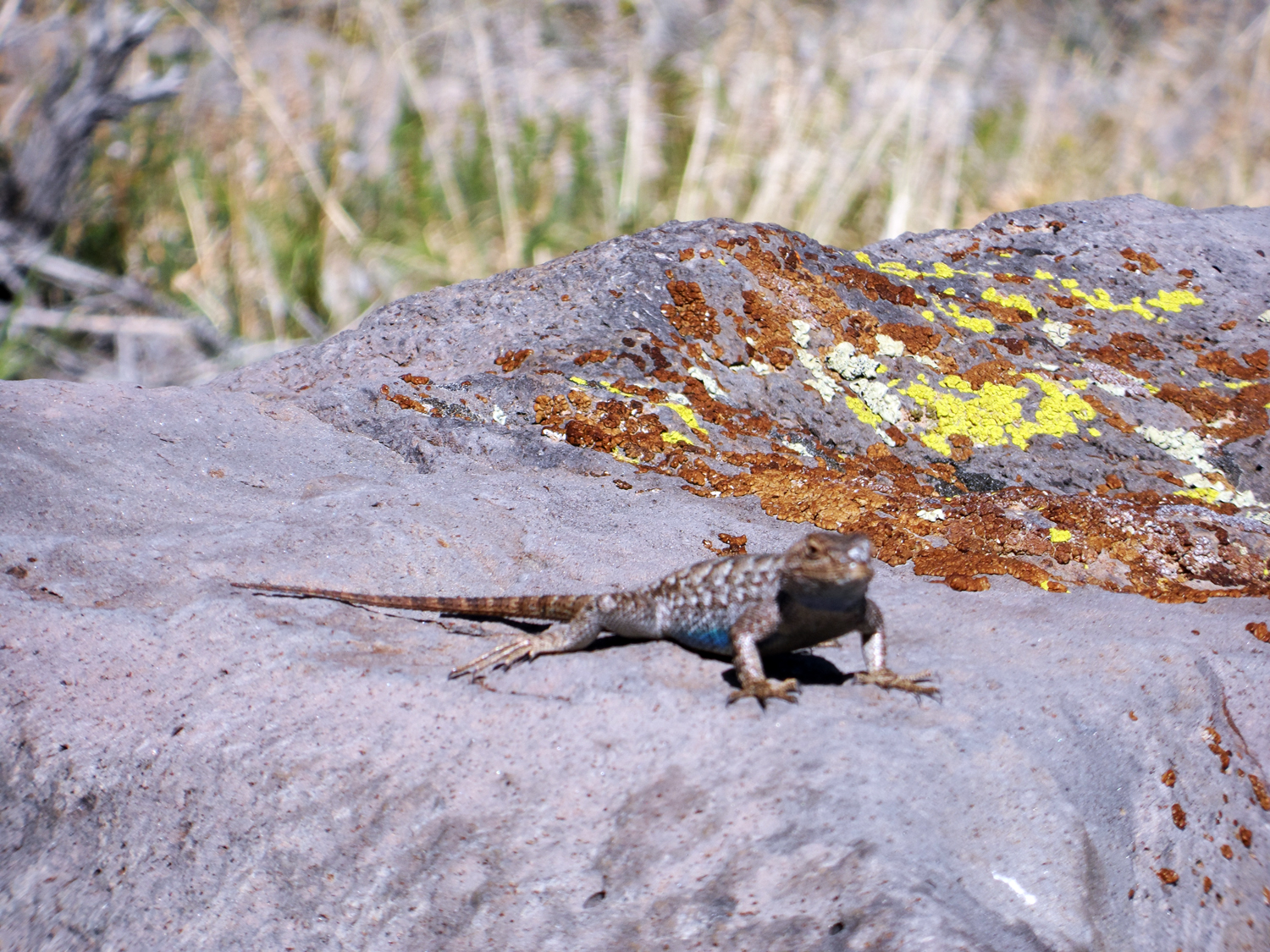 Great Basin Collard Lizard