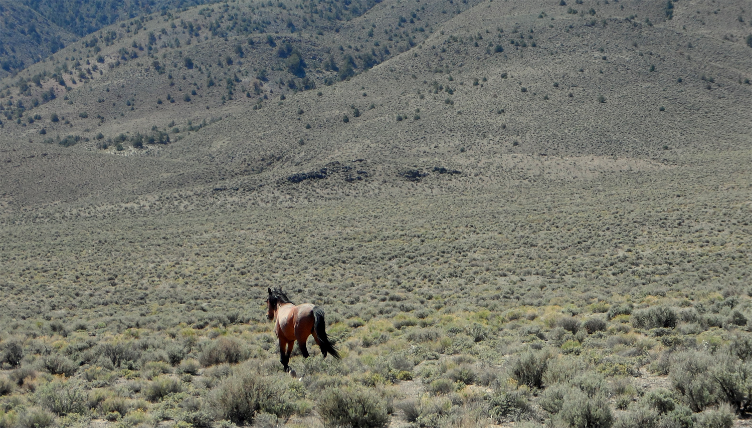 Wild Horse in Garfield Flats