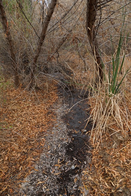 One day I will take the time to sit and watch this water source with some NVDs and see what wildlife shows up.