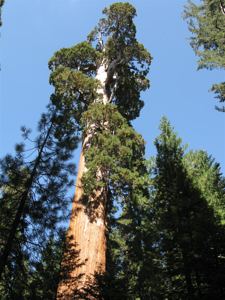 Sherman Grove.JPG