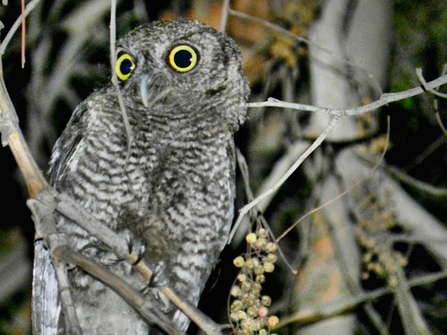 My fellow security sentry with night vision eyes, keeping me company