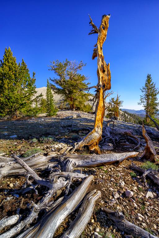 BC Dead Snag (Large).jpg