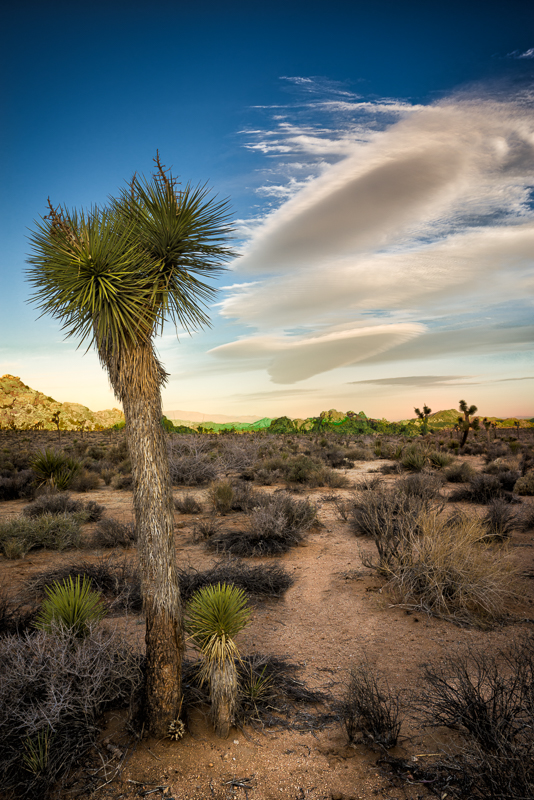 DesertWalk_Revised-Edit reedit.jpg