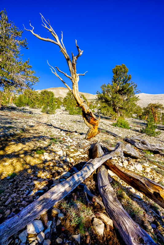 Reaching for the sky.jpg