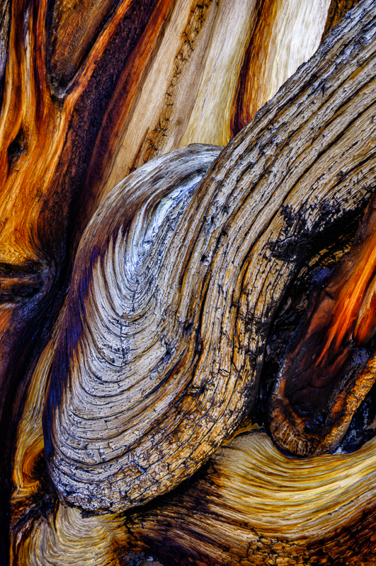 Wood Abstract color2.jpg