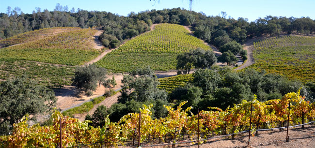 Pedroncelli Winery.jpg