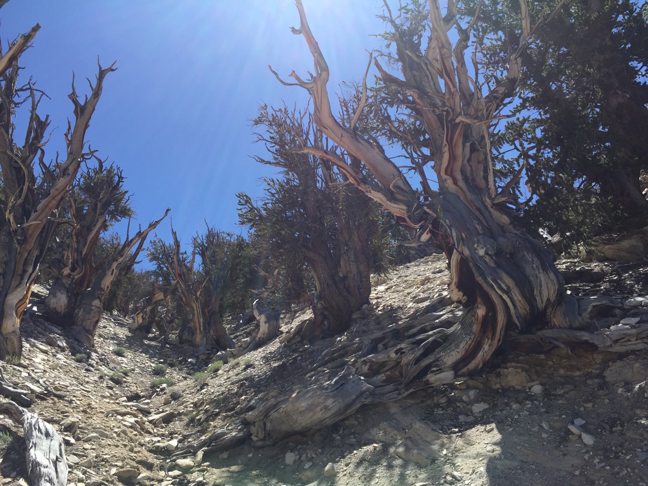 Bristlecone