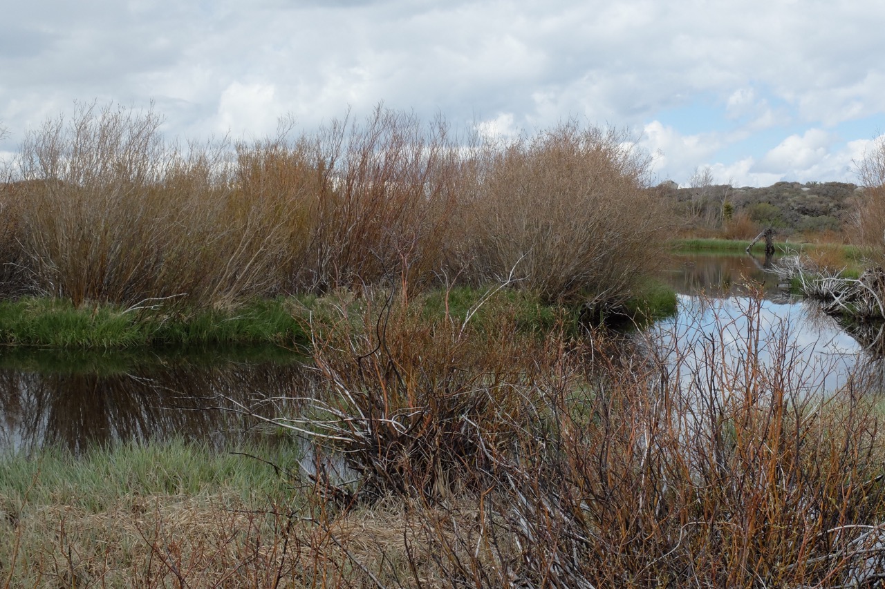 Kavanaugh Ridge Pond