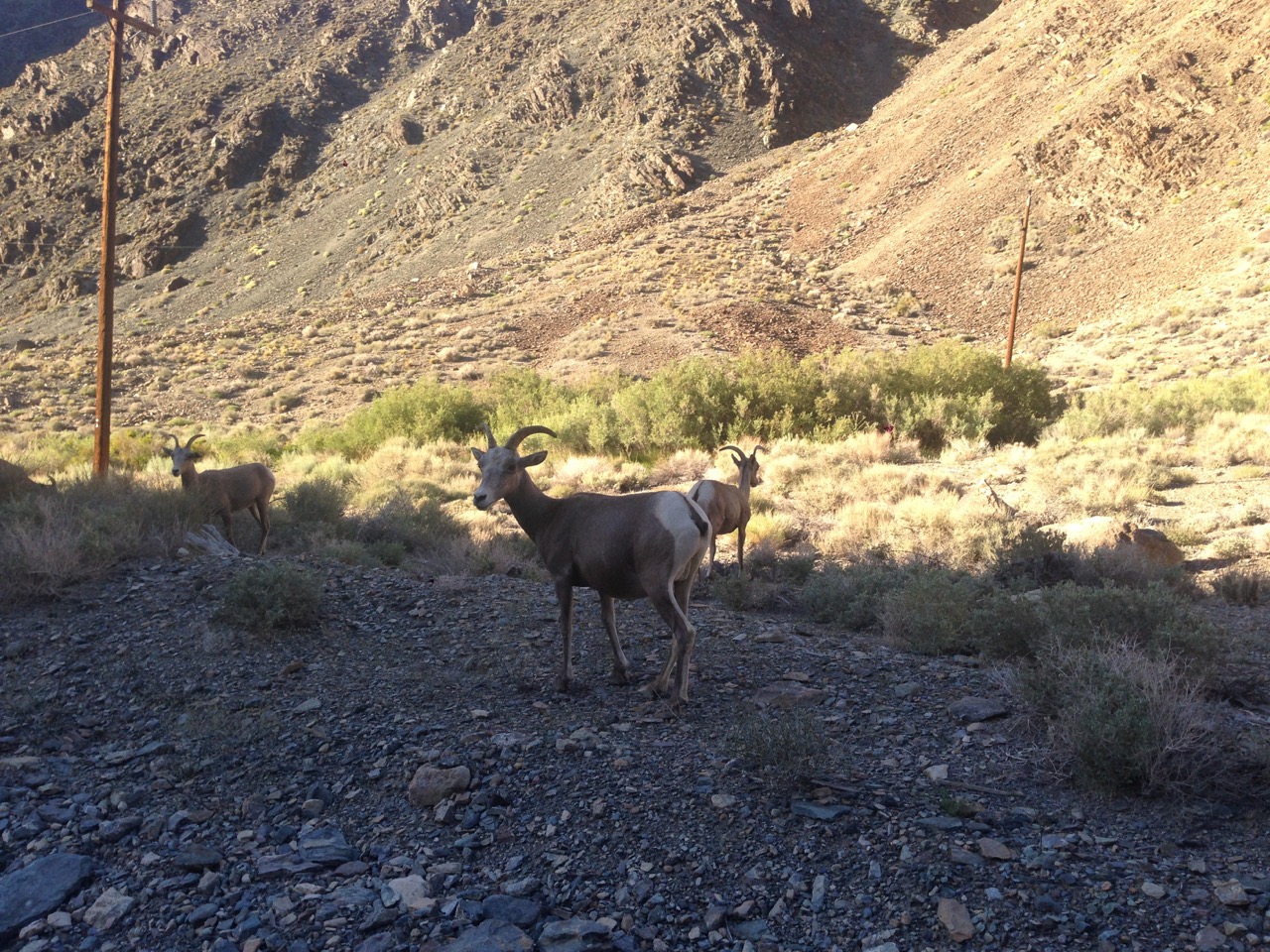 Big horn sheep