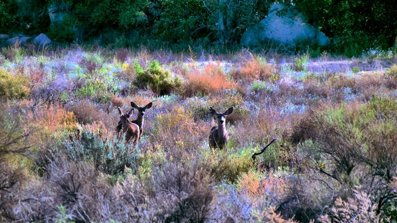 Friends shot of deer on the way back from Anza Borrego.