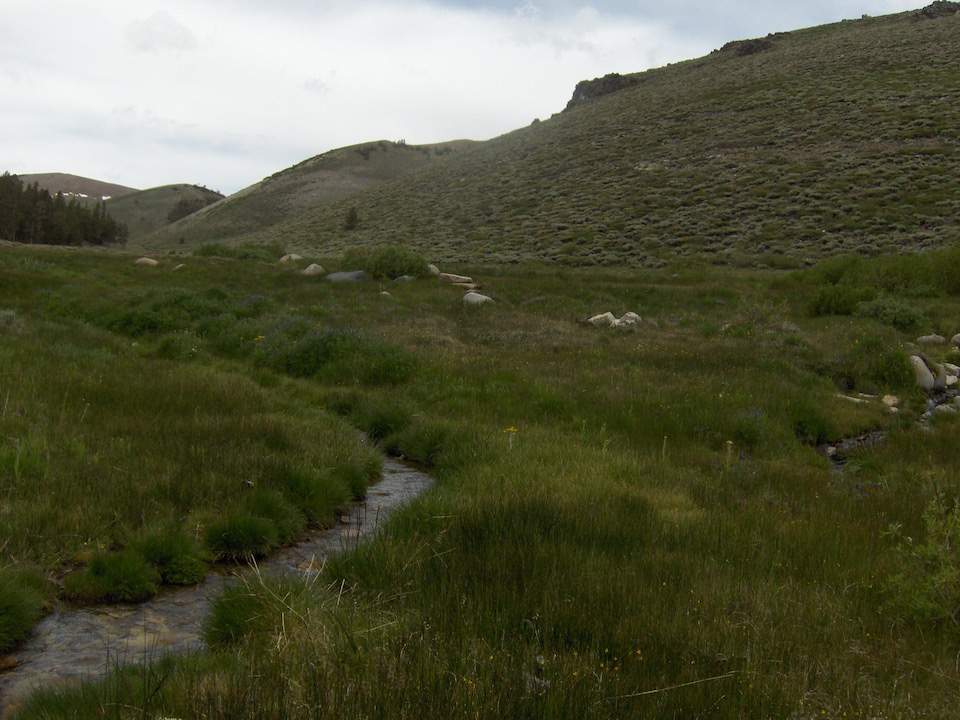 Meadow.JPG