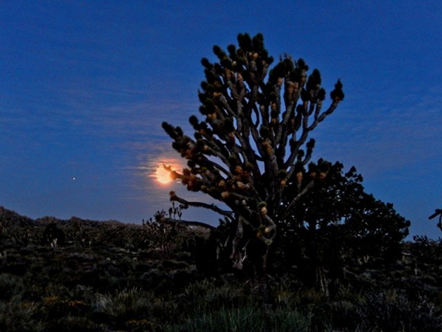 Moon on the fall with my day in the desert just starting!
