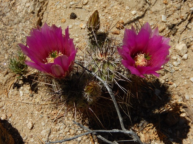 Flower 03