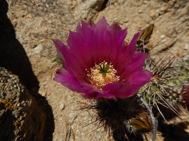 Flower 04