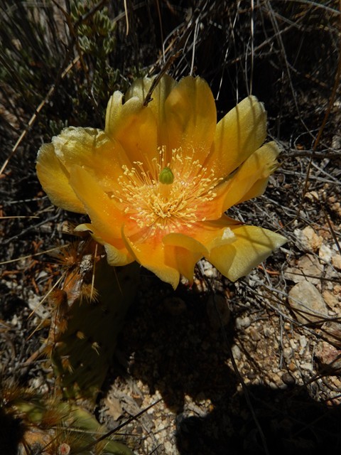 Flower 05