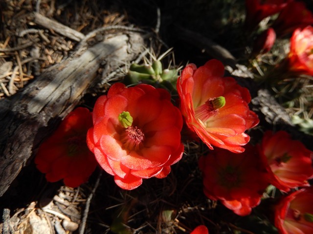 Flower 06