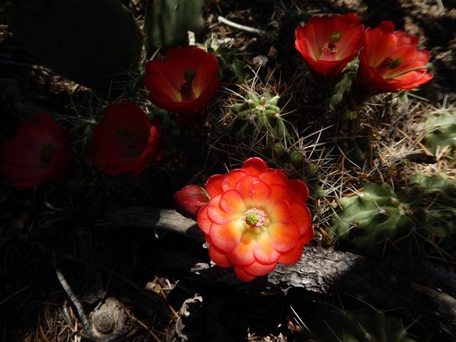 Flower 07