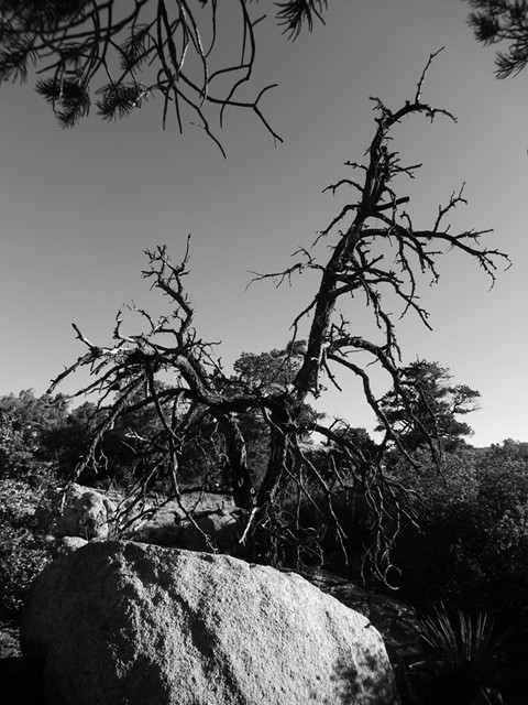Old Snag