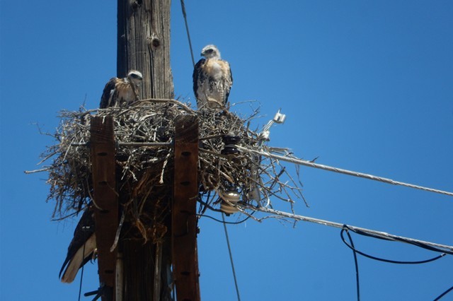 Baby hawk = eyas...did not know that...had to look it up.