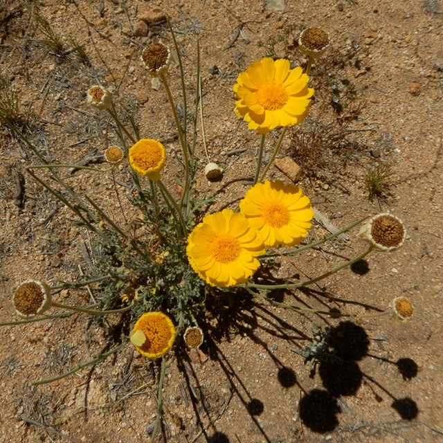 Flower 09