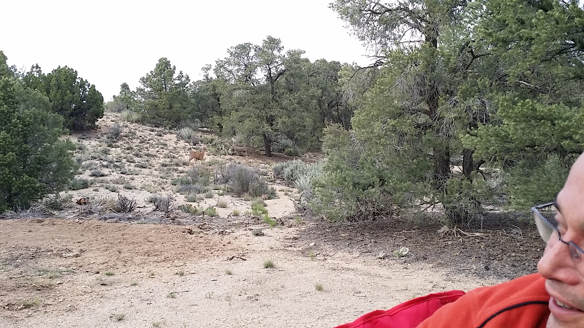 Deer visiting our camp