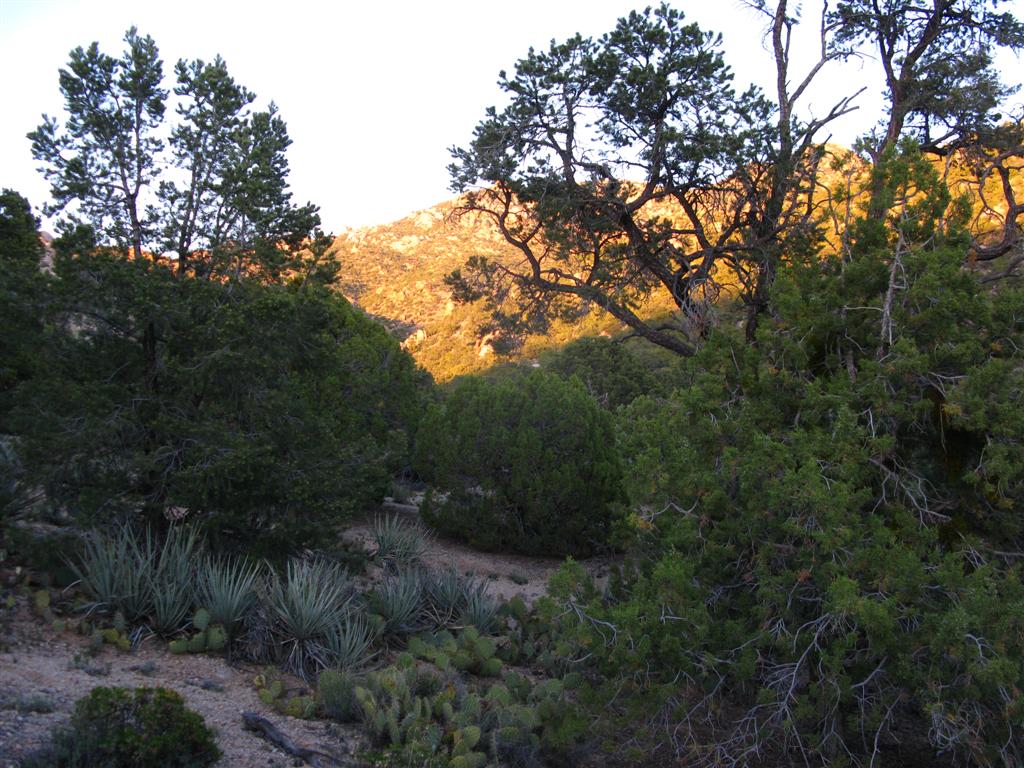 IMG_1052 (Large).JPG