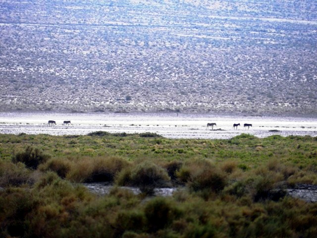 Panamint 02.JPG