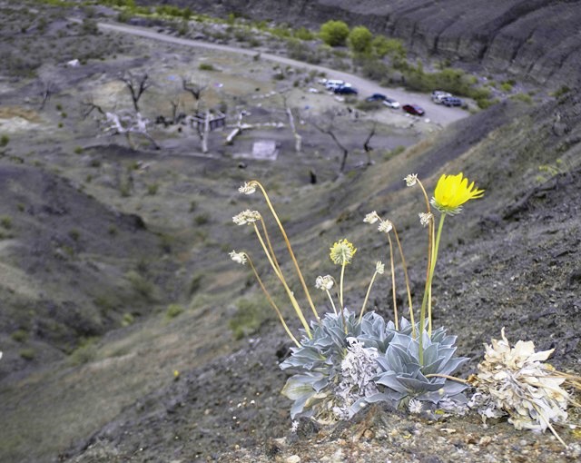 Panamint 07.JPG