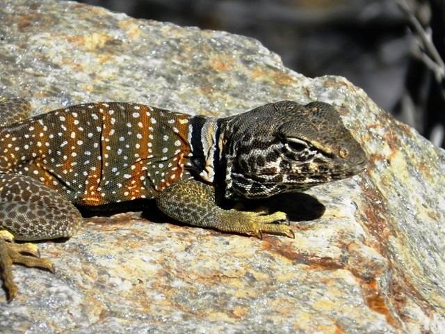 Panamint 16.JPG