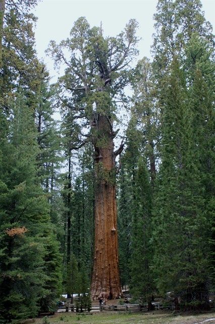 Sequoia 04.jpg