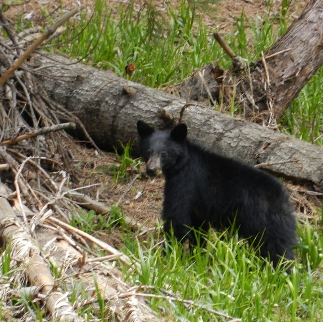 Sequoia 10.jpg