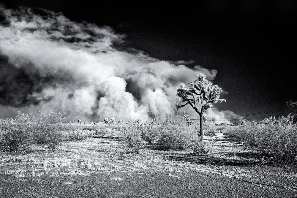 Bluecut Fire_BW.jpeg