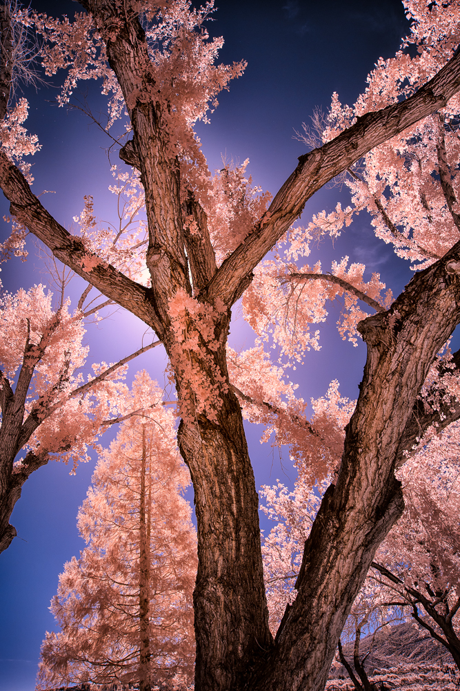 PostalTree_sRGB.jpeg