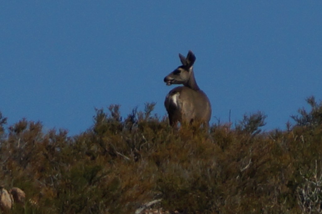 Doe grinning back at us.