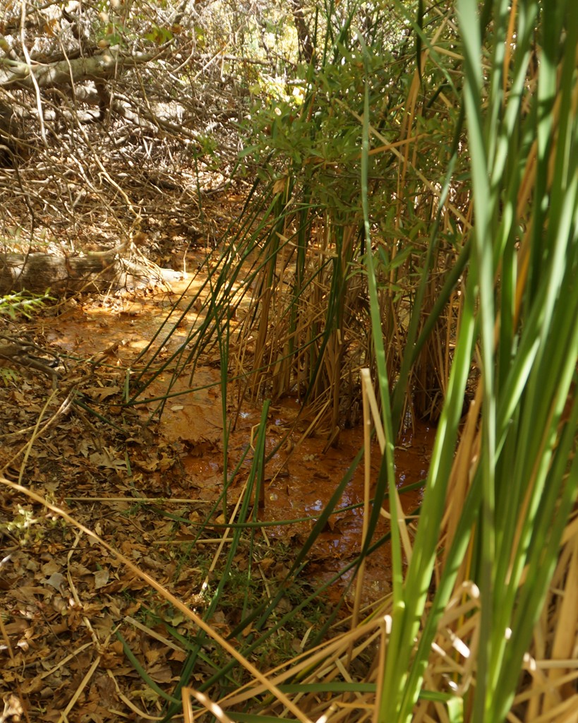 Reeds and cottonwood trees are a tell-tale sign water is abundant, either at or near the surface.