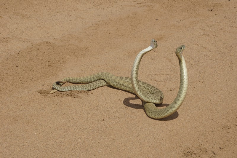 NM Green Rattlesnake 36.JPG